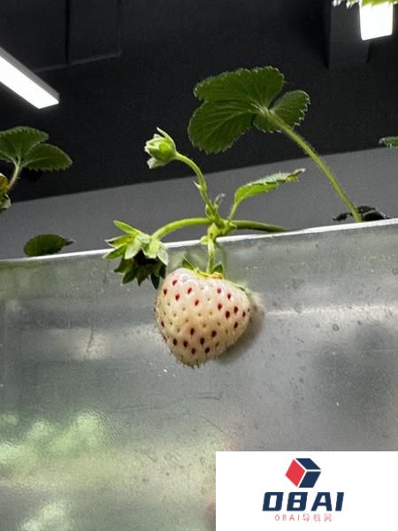 这群年轻人用“AI”种菜