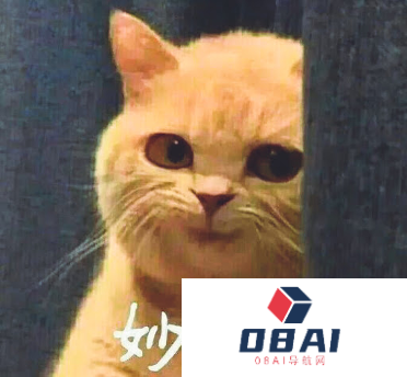 全球首个AI Native的营销平台：轻舸 